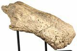 Fossil Triceratops Nasal Bone w/ Metal Stand - Montana #356901-1
